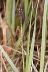 Barratt's sedge